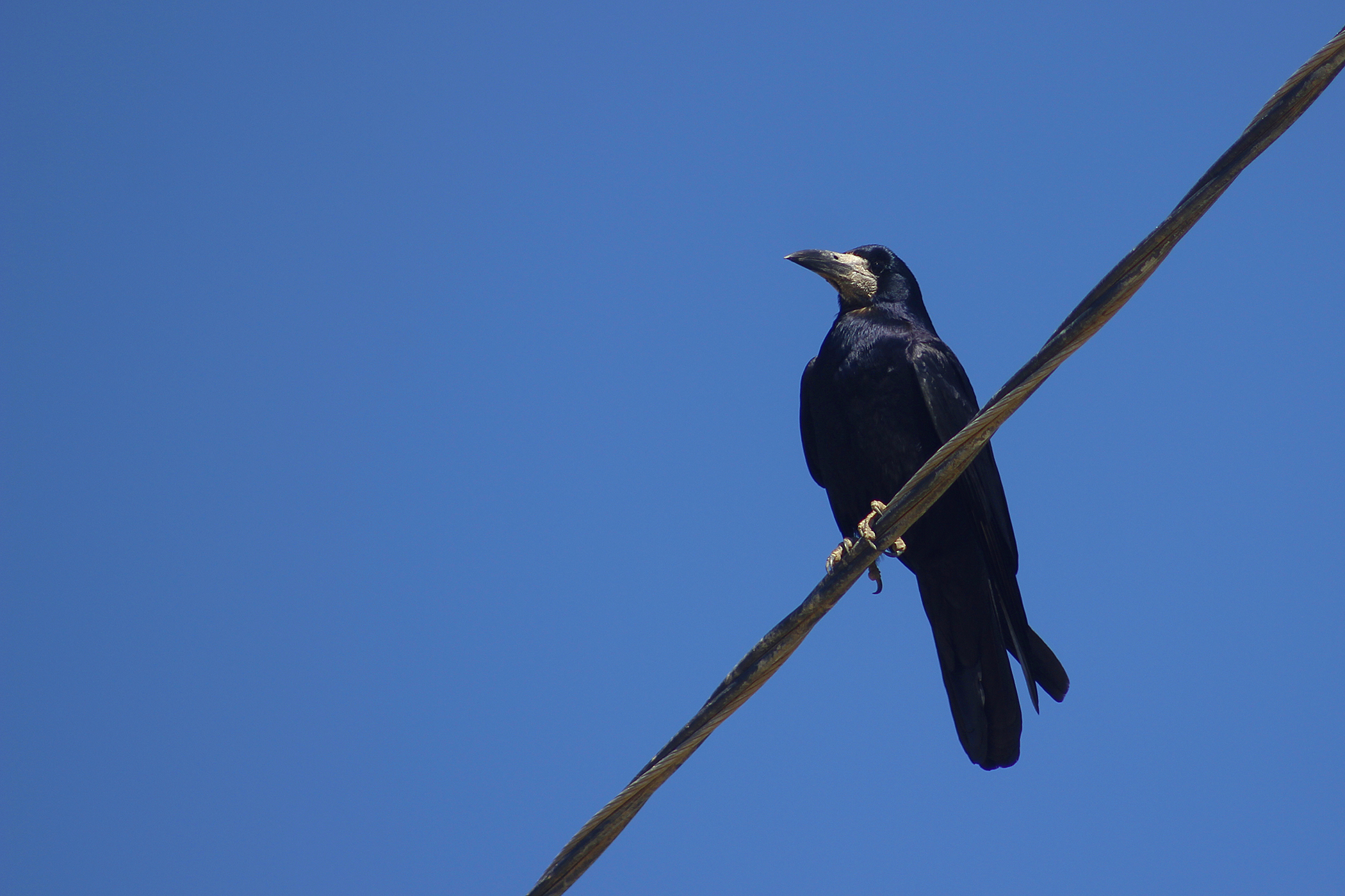 Rook